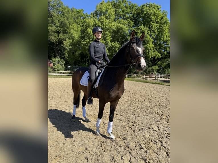 Hannoveraner Wallach 4 Jahre 167 cm Dunkelbrauner in Hoya