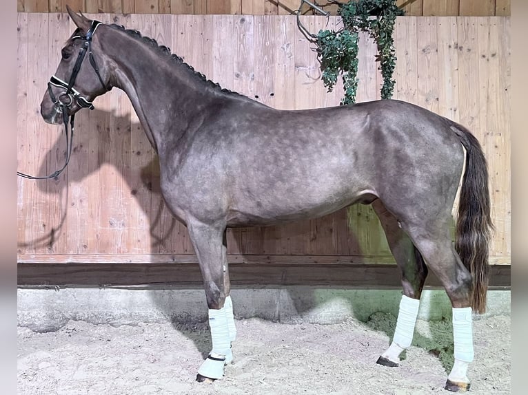 Hannoveraner Wallach 4 Jahre 167 cm Dunkelfuchs in Riedlingen