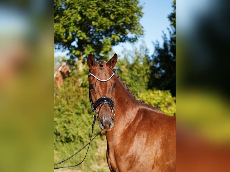 Hannoveraner Wallach 4 Jahre 167 cm Dunkelfuchs in Hohenfelde