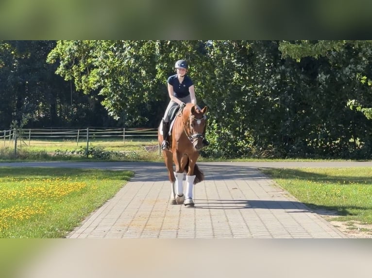 Hannoveraner Wallach 4 Jahre 167 cm Fuchs in Hammah