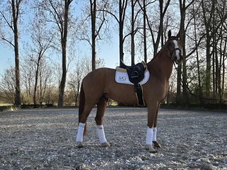 Hannoveraner Wallach 4 Jahre 167 cm Fuchs in Willich