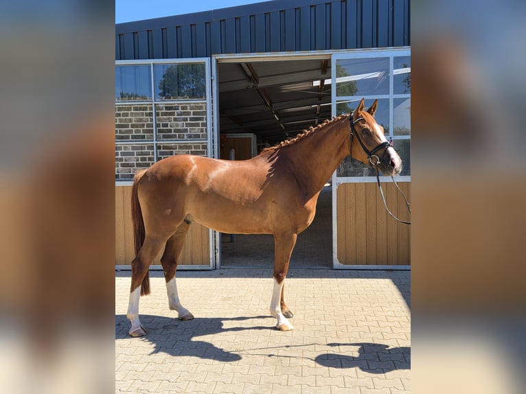 Hannoveraner Wallach 4 Jahre 167 cm Fuchs in Willich