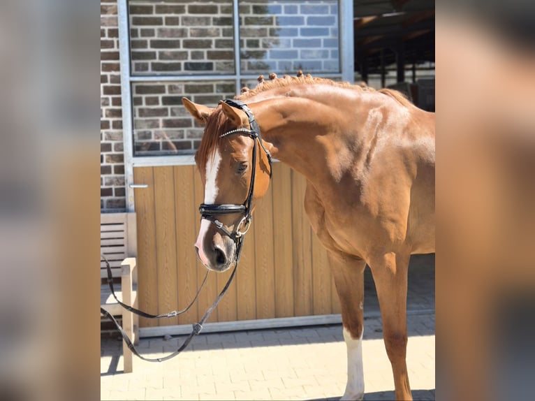 Hannoveraner Wallach 4 Jahre 167 cm Fuchs in Willich