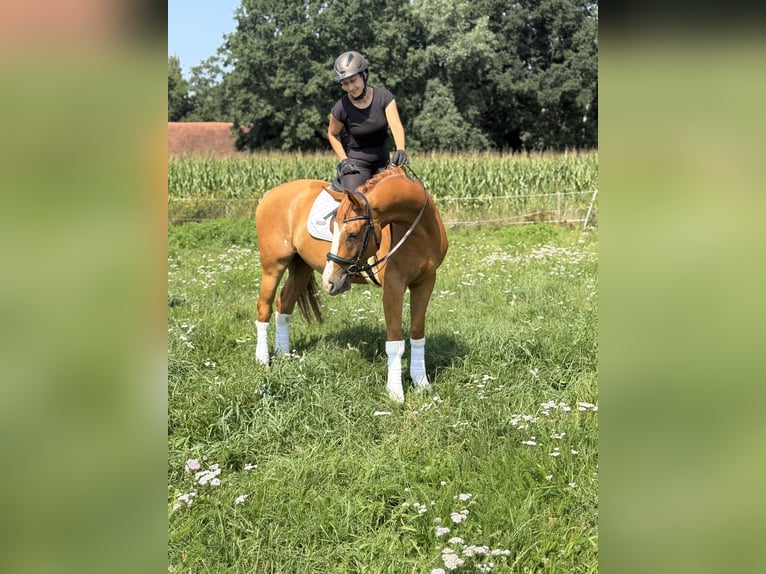 Hannoveraner Wallach 4 Jahre 167 cm Fuchs in Heek