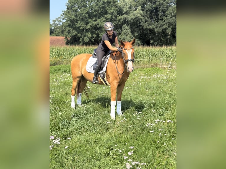 Hannoveraner Wallach 4 Jahre 167 cm Fuchs in Heek