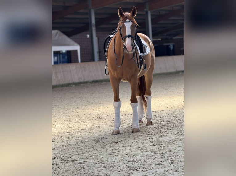 Hannoveraner Wallach 4 Jahre 167 cm Fuchs in Heek