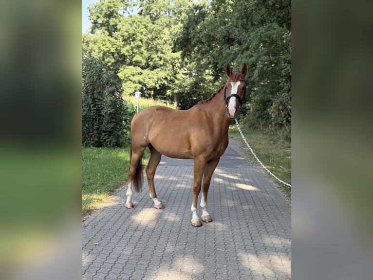 Hannoveraner Wallach 4 Jahre 167 cm Fuchs in Heek