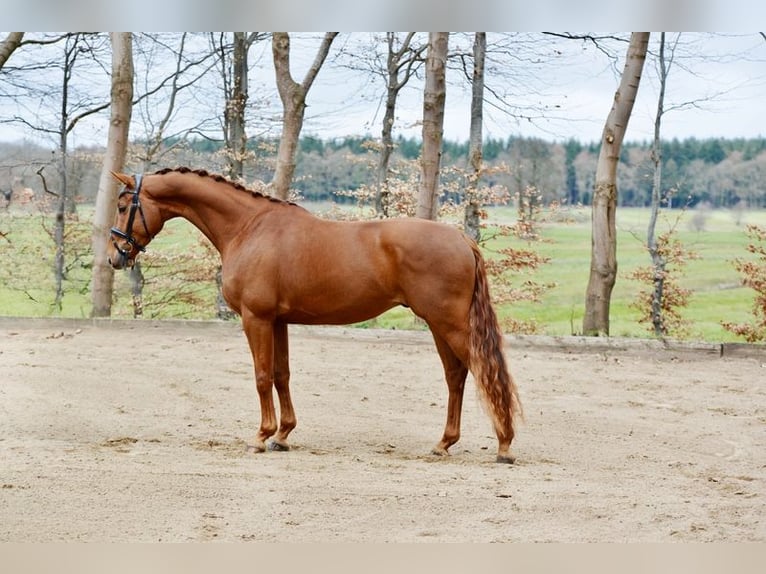 Hannoveraner Wallach 4 Jahre 167 cm Fuchs in Kutenholz