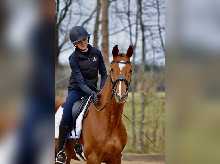 Hannoveraner Wallach 4 Jahre 167 cm Fuchs in Kutenholz