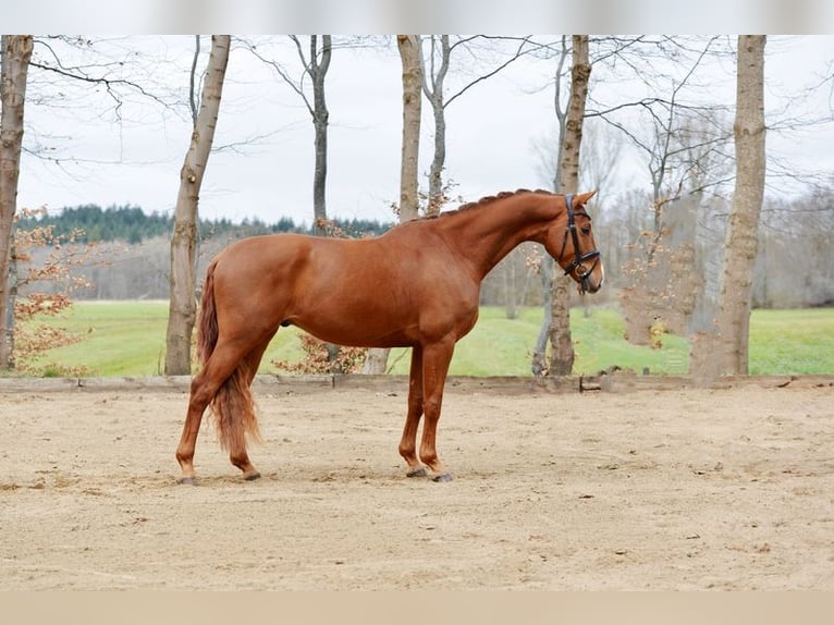 Hannoveraner Wallach 4 Jahre 167 cm Fuchs in Kutenholz