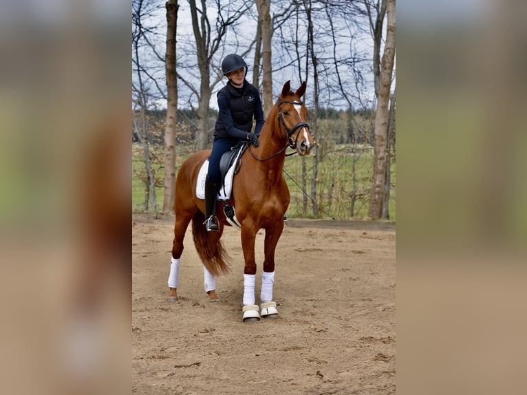 Hannoveraner Wallach 4 Jahre 167 cm Fuchs in Kutenholz