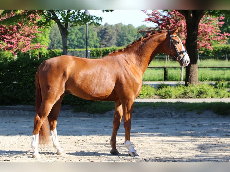 Hannoveraner Wallach 4 Jahre 167 cm Fuchs in Meinersen