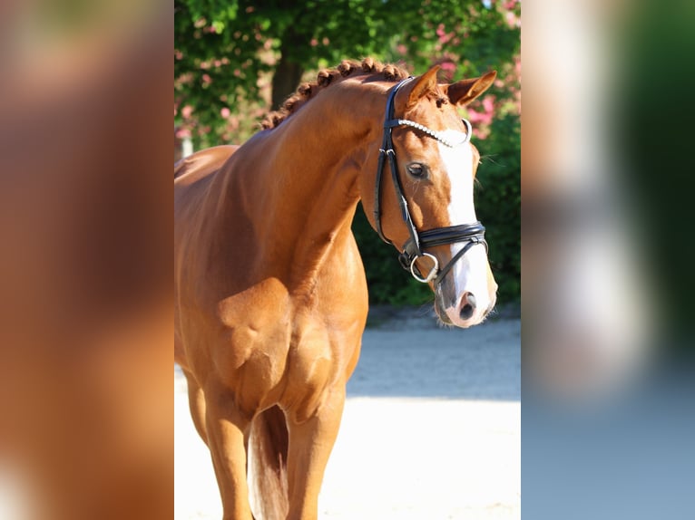 Hannoveraner Wallach 4 Jahre 167 cm Fuchs in Meinersen
