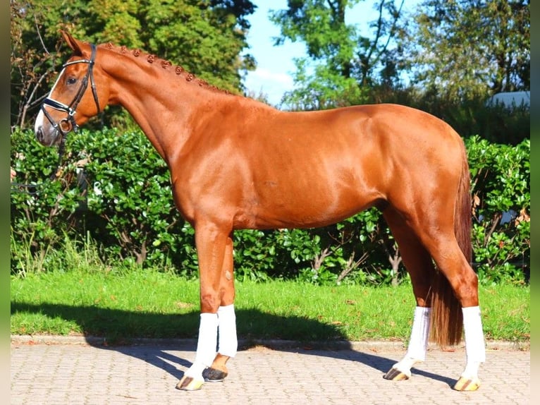 Hannoveraner Wallach 4 Jahre 167 cm Fuchs in Selsingen