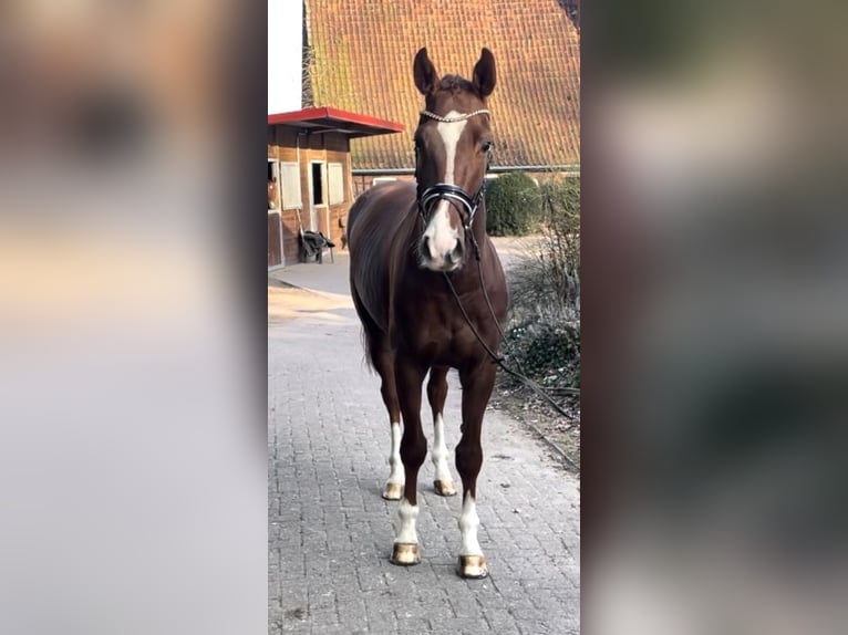 Hannoveraner Wallach 4 Jahre 167 cm Fuchs in Kirchlinteln