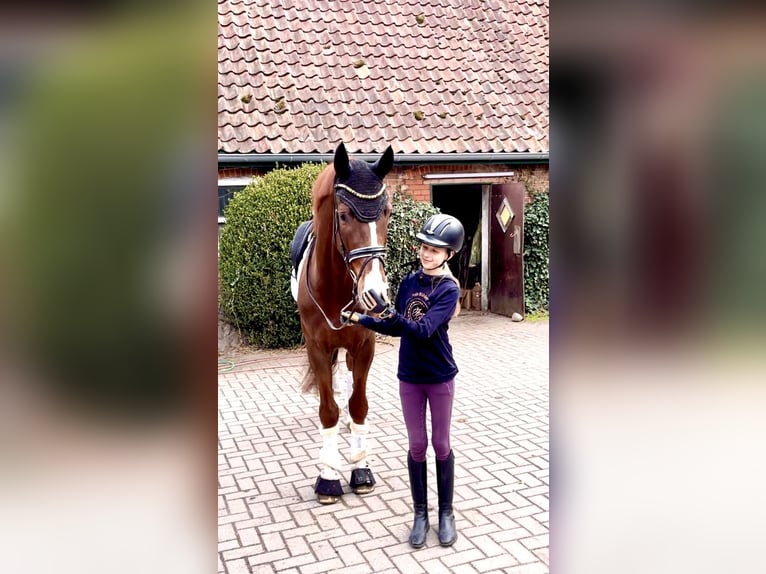 Hannoveraner Wallach 4 Jahre 167 cm Fuchs in Kirchlinteln