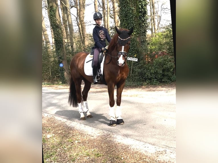 Hannoveraner Wallach 4 Jahre 167 cm Fuchs in Kirchlinteln