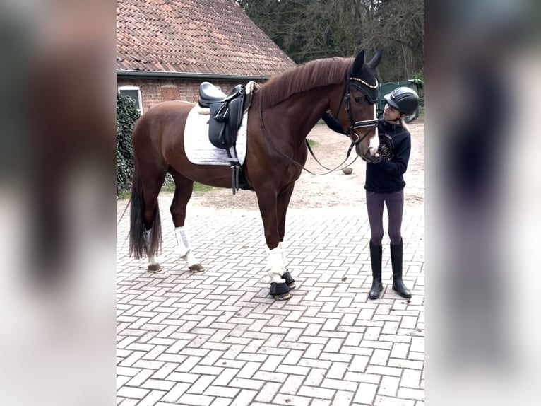 Hannoveraner Wallach 4 Jahre 167 cm Fuchs in Kirchlinteln