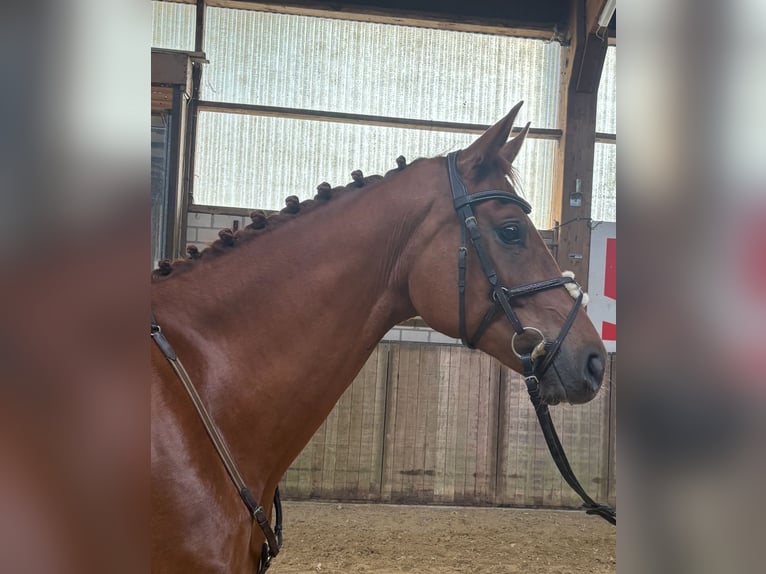 Hannoveraner Wallach 4 Jahre 167 cm Fuchs in Isterberg