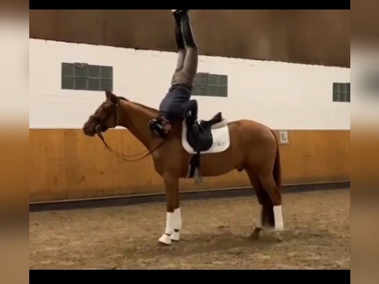 Hannoveraner Wallach 4 Jahre 167 cm Fuchs in Marsberg