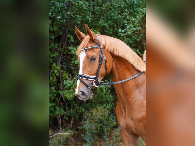 Hannoveraner Wallach 4 Jahre 167 cm Fuchs in Wartenberg