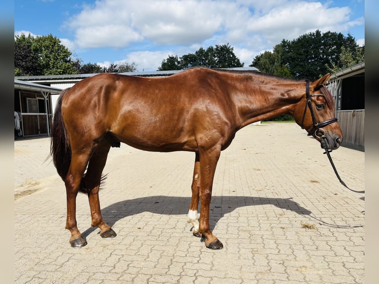 Hannoveraner Wallach 4 Jahre 167 cm Fuchs in Sottrum