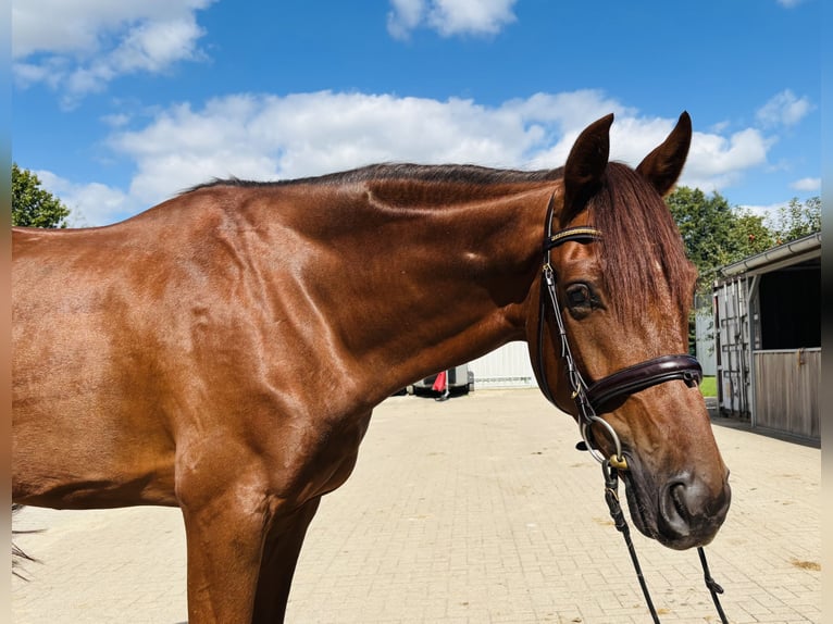 Hannoveraner Wallach 4 Jahre 167 cm Fuchs in Sottrum