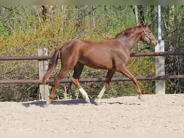 Hannoveraner Wallach 4 Jahre 167 cm Fuchs in Leichlingen