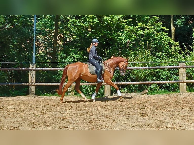 Hannoveraner Wallach 4 Jahre 167 cm Fuchs in Leichlingen