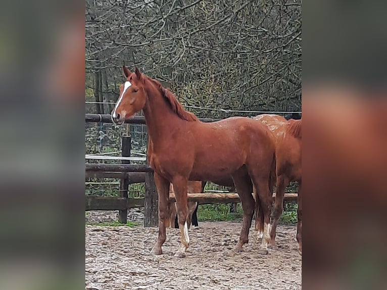 Hannoveraner Wallach 4 Jahre 167 cm Fuchs in Leichlingen