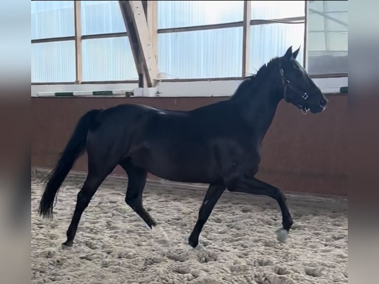 Hannoveraner Wallach 4 Jahre 167 cm Rappe in Quickborn