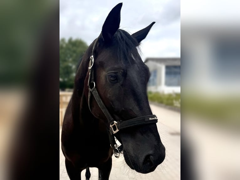 Hannoveraner Wallach 4 Jahre 167 cm Rappe in Quickborn