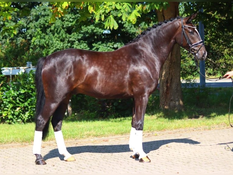 Hannoveraner Wallach 4 Jahre 167 cm Rappe in Selsingen