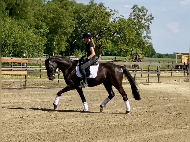 Hannoveraner Wallach 4 Jahre 167 cm Rappe in Hude (Oldenburg)