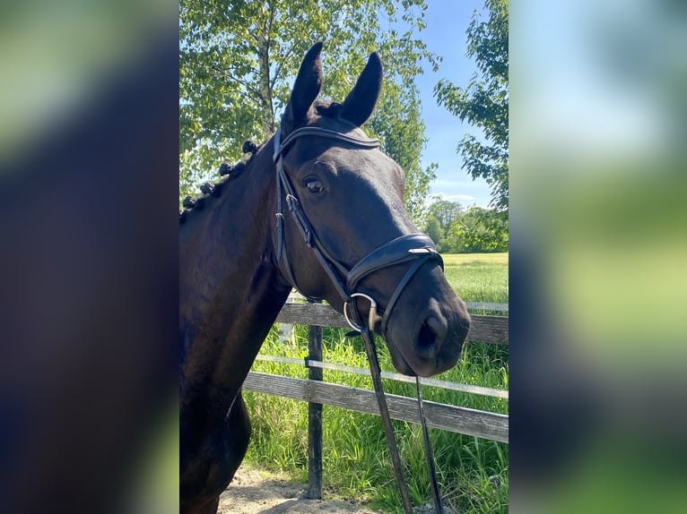 Hannoveraner Wallach 4 Jahre 167 cm Rappe in Hude (Oldenburg)
