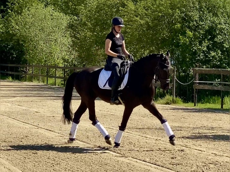 Hannoveraner Wallach 4 Jahre 167 cm Rappe in Hude (Oldenburg)