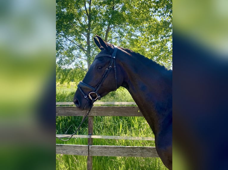 Hannoveraner Wallach 4 Jahre 167 cm Rappe in Hude (Oldenburg)