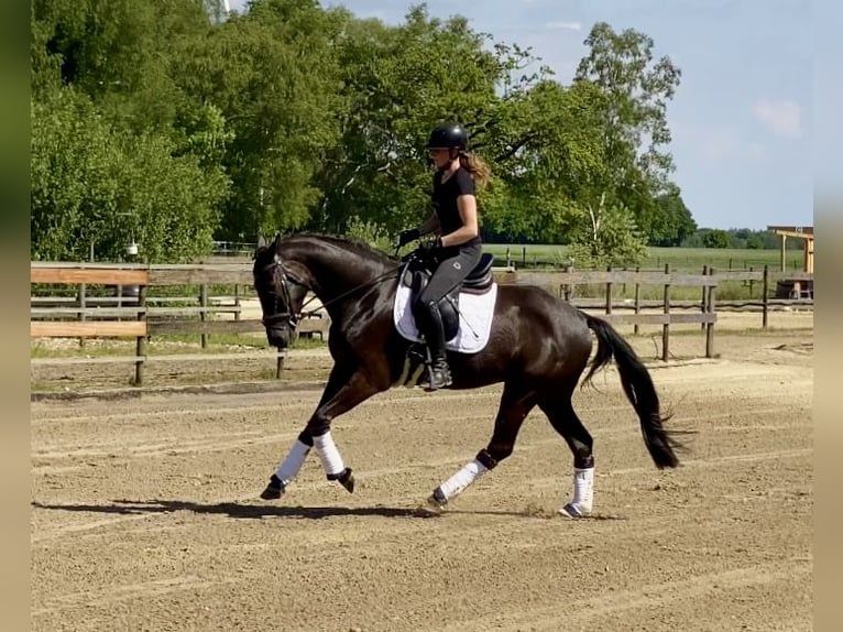 Hannoveraner Wallach 4 Jahre 167 cm Rappe in Hude (Oldenburg)