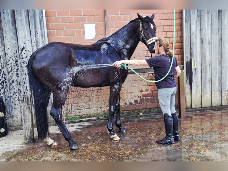 Hannoveraner Wallach 4 Jahre 167 cm Rappe in Schwarmstedt