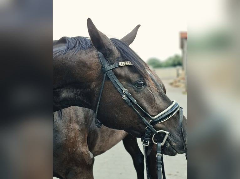 Hannoveraner Wallach 4 Jahre 167 cm Rappe in Schwarmstedt