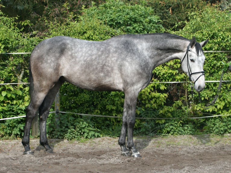 Hannoveraner Wallach 4 Jahre 167 cm Schimmel in Hohenhameln