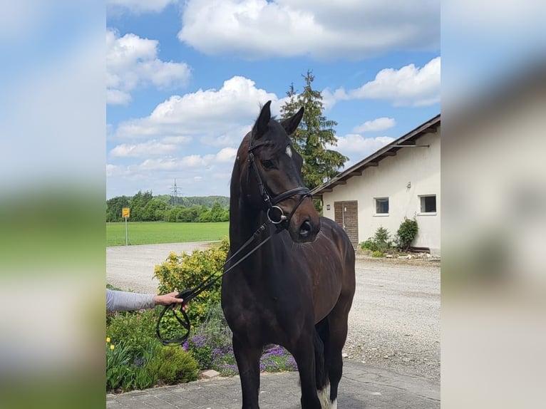Hannoveraner Wallach 4 Jahre 167 cm Schwarzbrauner in Ettringen