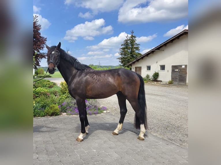 Hannoveraner Wallach 4 Jahre 167 cm Schwarzbrauner in Ettringen