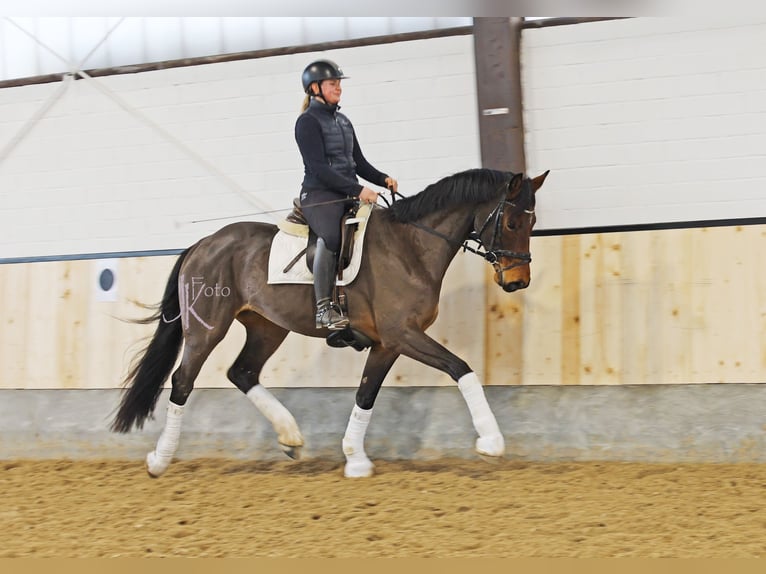 Hannoveraner Wallach 4 Jahre 168 cm Brauner in Kempen