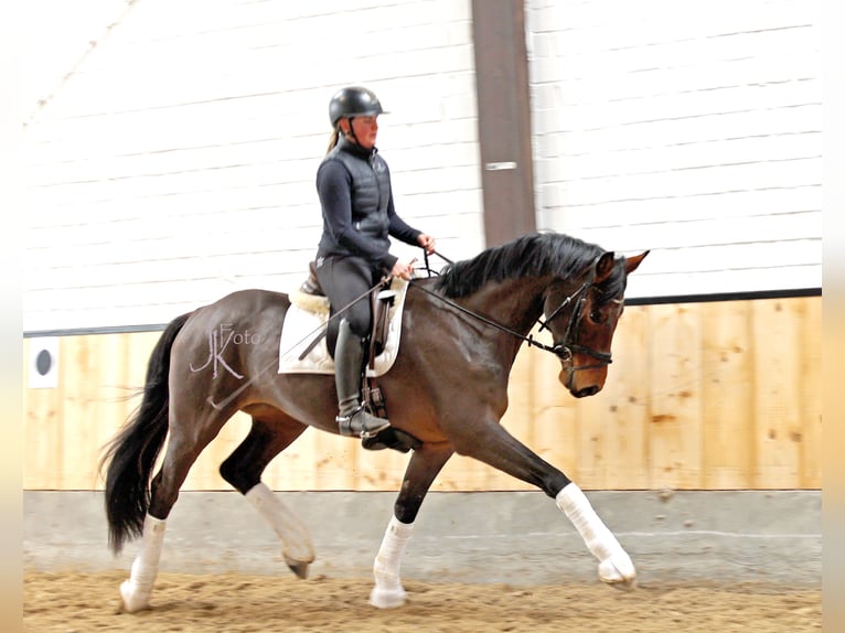 Hannoveraner Wallach 4 Jahre 168 cm Brauner in Kempen