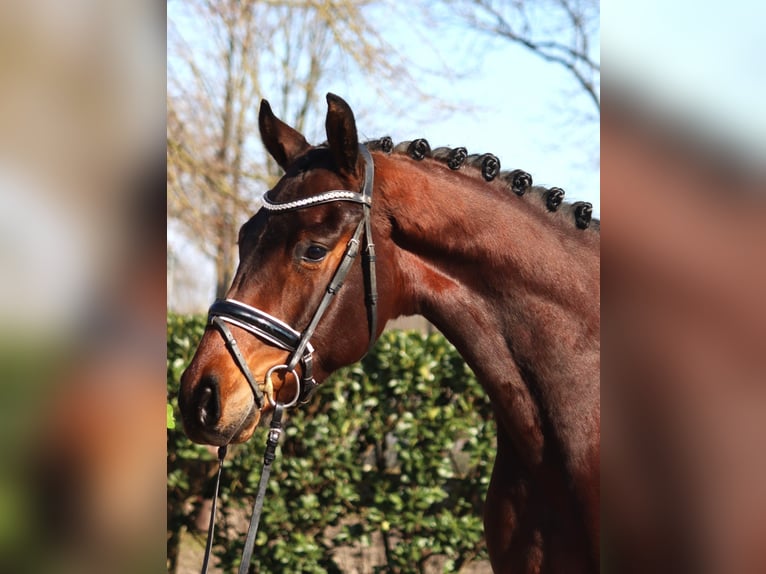 Hannoveraner Wallach 4 Jahre 168 cm Brauner in Selsingen