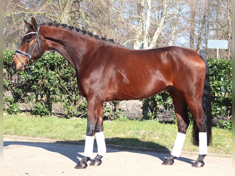 Hannoveraner Wallach 4 Jahre 168 cm Brauner in Selsingen