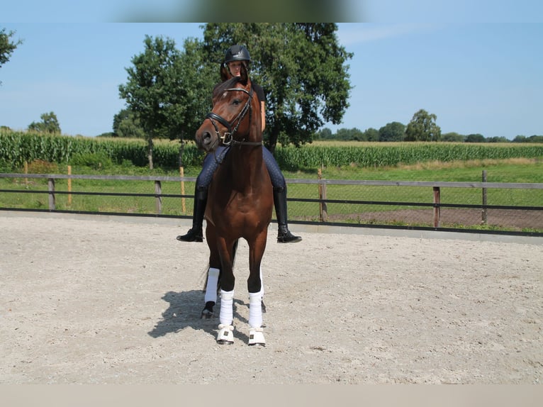 Hannoveraner Wallach 4 Jahre 168 cm Brauner in Wardenburg