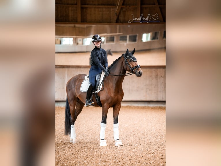 Hannoveraner Wallach 4 Jahre 168 cm Brauner in Grundsheim