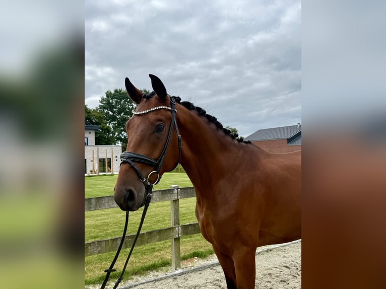 Hannoveraner Wallach 4 Jahre 168 cm Brauner in Bargstedt